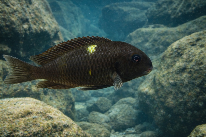 Tropheus sp. 'black' Lueba